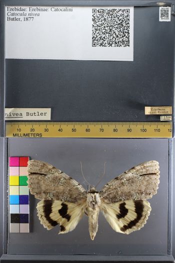 Media type: image;   Entomology 751024